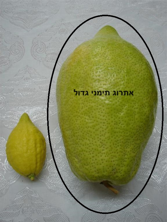 etrog1-3749396796