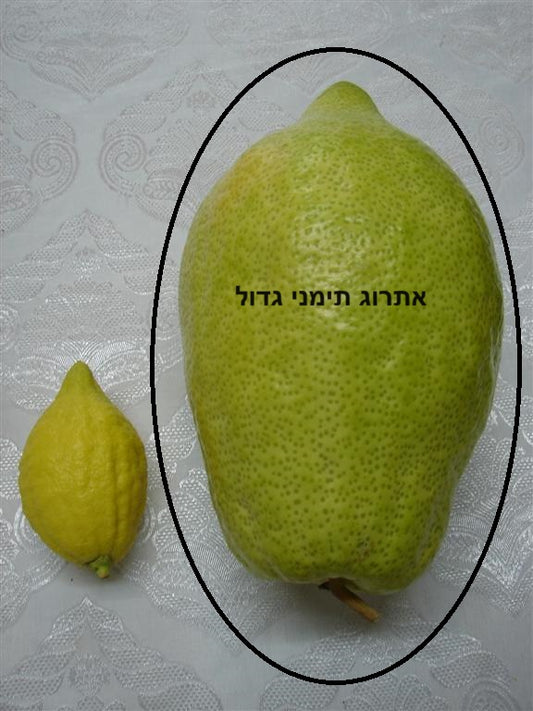 etrog1-3749396796